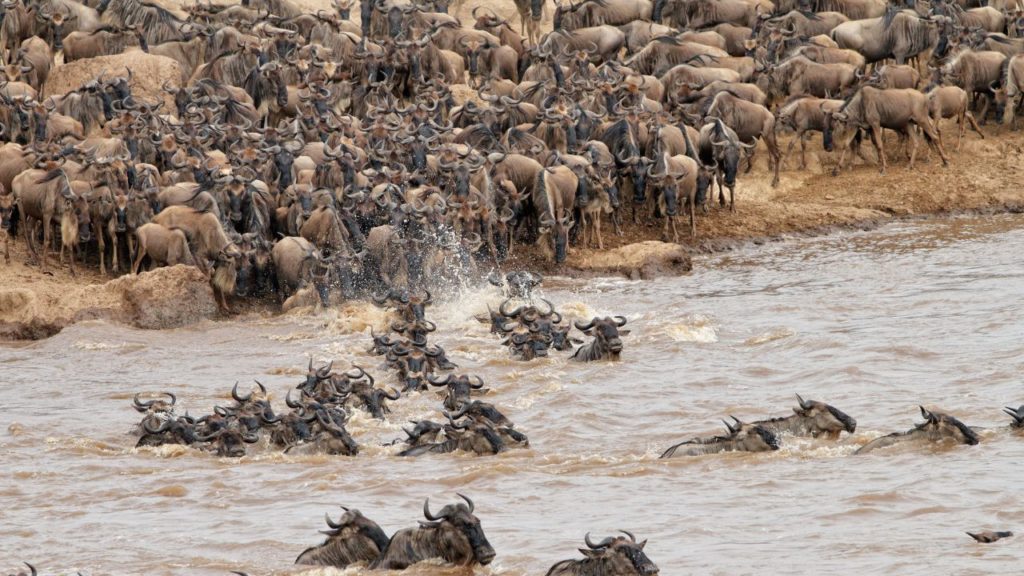 safari kenya en novembre