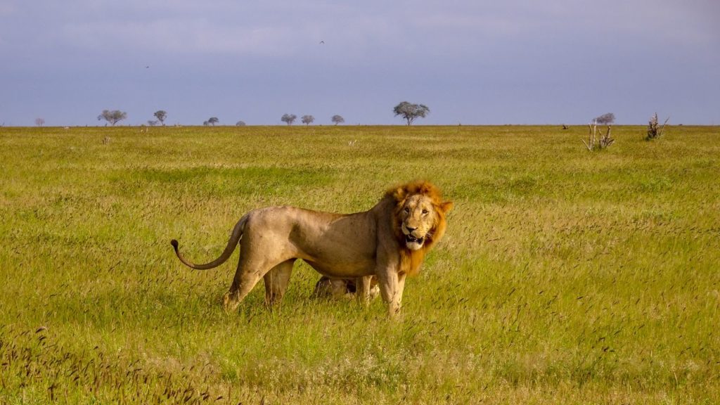 safari kenya en mai